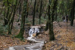 boschi-foresta_Toscana-ambiente