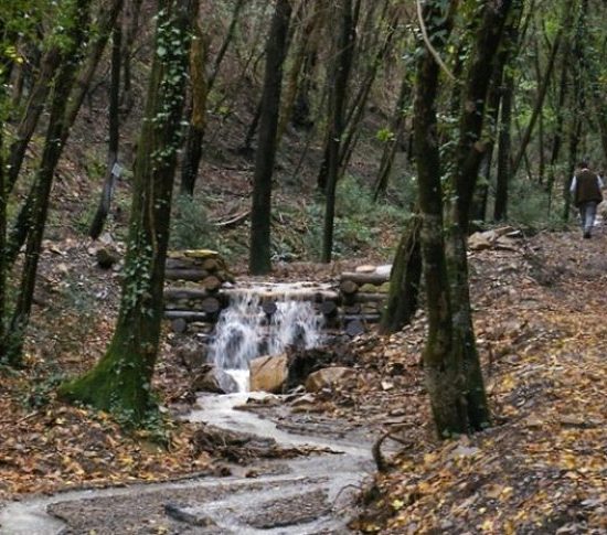 boschi-foresta_Toscana-ambiente