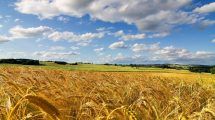 campi-grano-rurale_Toscana-ambiente