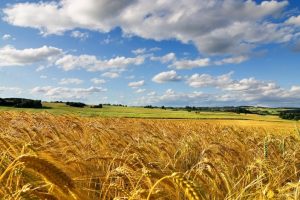 campi-grano-rurale_Toscana-ambiente