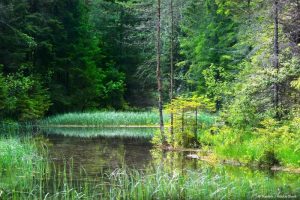 natura-legge-ripristino_Toscana-ambiente