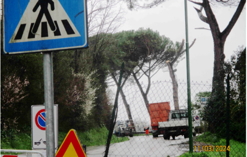 pini-strada-Massetana_Toscana-ambiente
