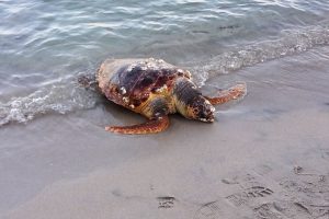 tartaruga-spiaggiata-Pfas_Toscana-ambiente