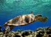 tartarughe-marine-nazionale_Toscana-ambiente