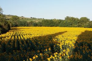 Girasoli-campo-siccità_Toscana-ambiente