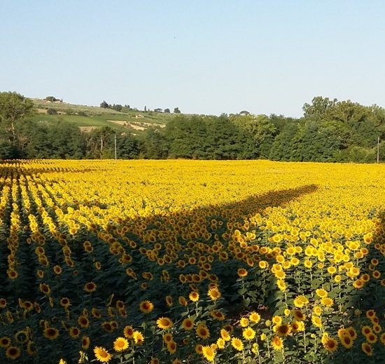 Girasoli-campo-siccità_Toscana-ambiente