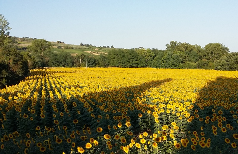 Girasoli-campo-siccità_Toscana-ambiente