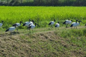 ibis-sacri_Toscana-ambiente