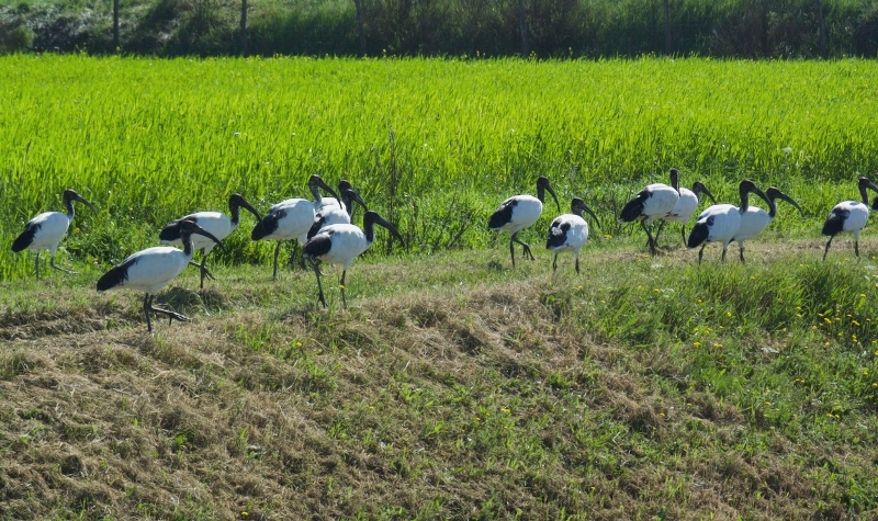 ibis-sacri_Toscana-ambiente