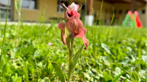 orchidea-selvatica-scuola_Toscana-ambiente