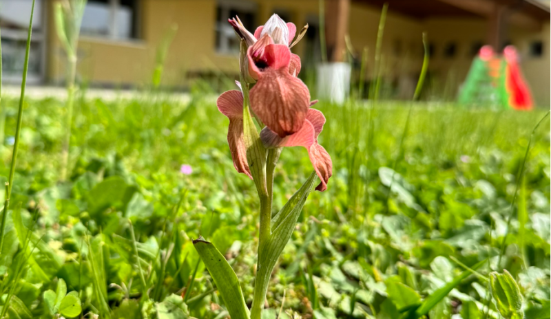 orchidea-selvatica-scuola_Toscana-ambiente