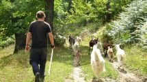 pastore-bestiame_Toscana-ambiente