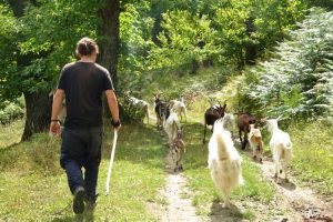 pastore-bestiame_Toscana-ambiente
