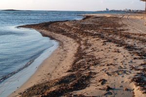 posidonia-spiaggiata-ecosistema_Toscana-ambiente