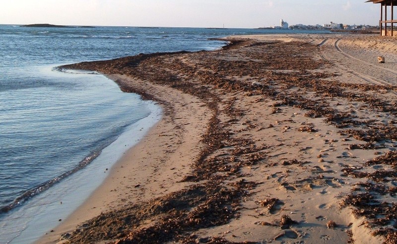 posidonia-spiaggiata-ecosistema_Toscana-ambiente