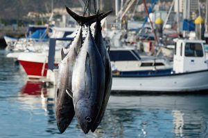 Fishing boat unloading tuna at harbor pier