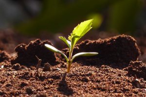 germinare-germinazione-biodiversità-Toscana-ambiente