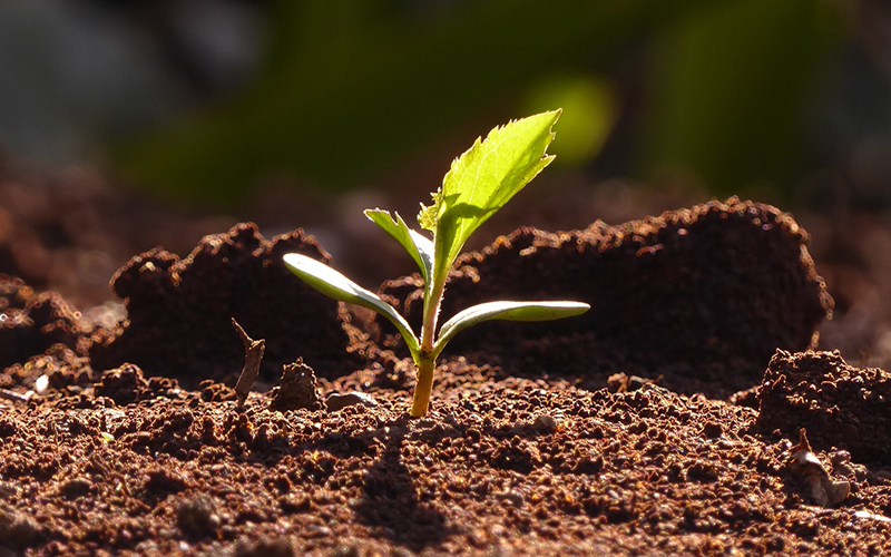 germinare-germinazione-biodiversità-Toscana-ambiente