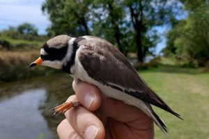 uccelli-migratori-inanellamento_Toscana-ambiente