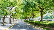 Inalberiamoci-Verde-pubblico-Prato-Toscana-ambiente-