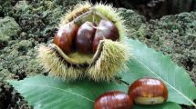 riccio-castagne-Amiata_Toscana-ambiente