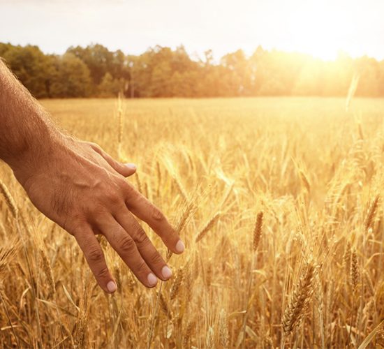Agricoltura-artigiana-Giannozzo-Pucci-Tuscany-Environment-Foundation-Toscana-Ambiente