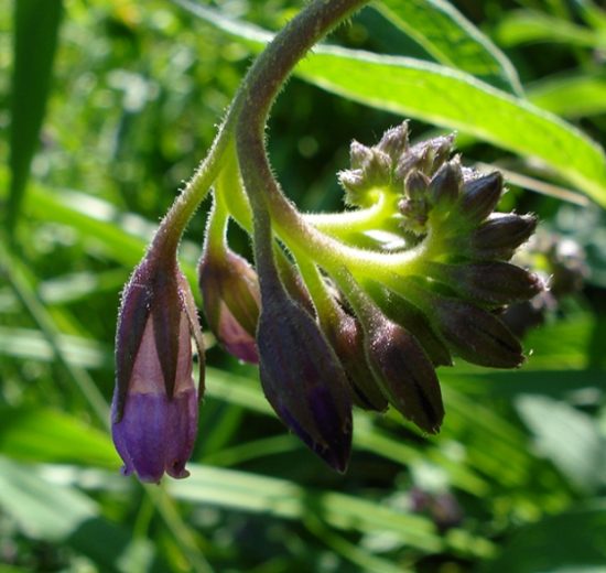 Flora-spontanea-Pisa_Toscana-ambiente