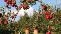 Raccolta-mele-cultivar_Toscana-ambiente