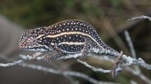 animali-rischio-estinzione_Toscana-ambiente