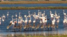 fenicotteri-laguna-Orbetello_Toscana-ambiente