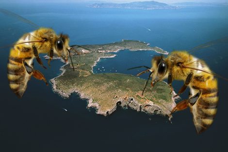 api-selvatiche-apicoltura-Giannutri-Toscana-ambiente