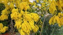 mimosa-fioritura_Toscana-ambiente