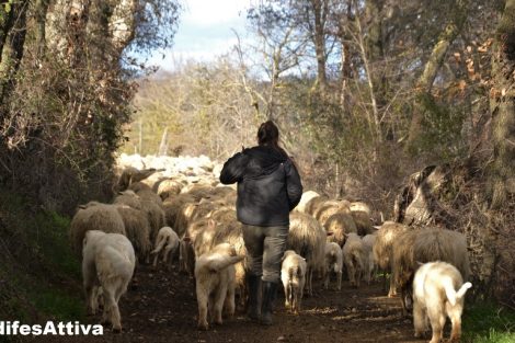 pastore-progetto-Pasturs_Toscana-ambiente