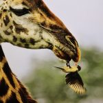 Valter-Bernardeschi-mostra-natura-Toscana-Ambiente-1
