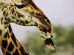 Valter-Bernardeschi-mostra-natura-Toscana-Ambiente-1