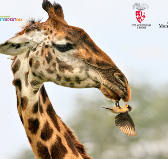 Valter Bernardeschi-mostra_Toscana-ambiente