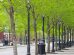 alberi-piante-città-Unifi-Toscana-ambiente
