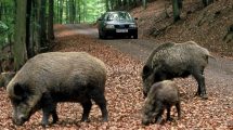 cinghiale-Elba_Toscana-ambiente