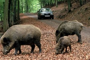 cinghiale-Elba_Toscana-ambiente