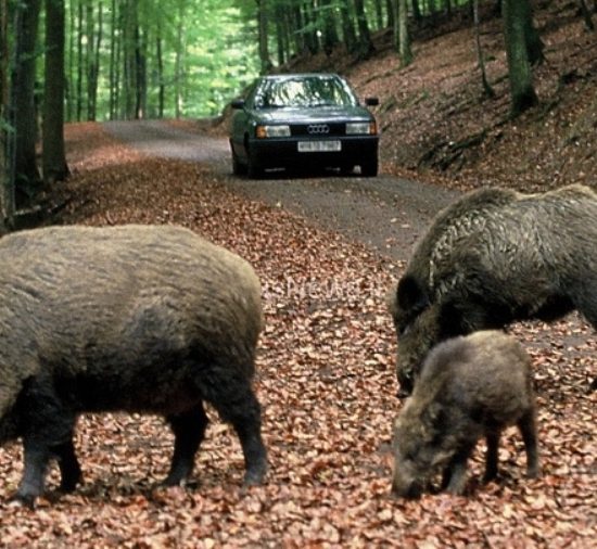 cinghiale-Elba_Toscana-ambiente