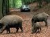 cinghiale-Elba_Toscana-ambiente