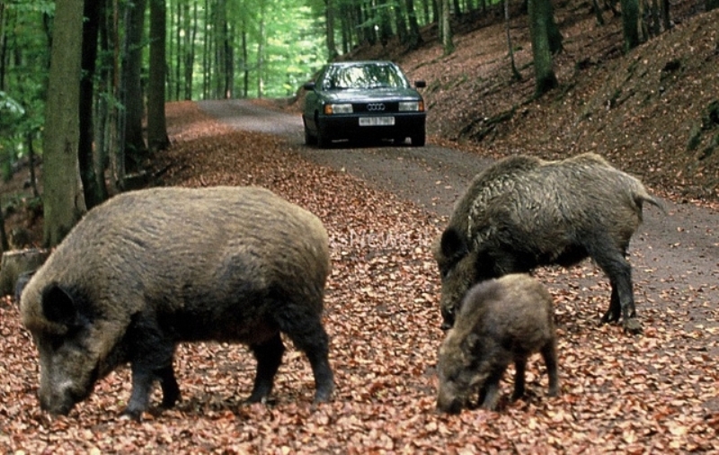 cinghiale-Elba_Toscana-ambiente