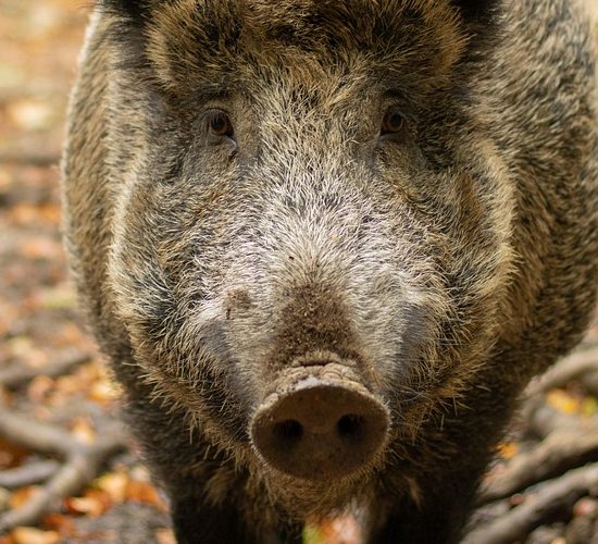 cinghiale-eradicazione-isole-d'Elba-Toscana-Ambiente