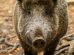 cinghiale-eradicazione-isole-d'Elba-Toscana-Ambiente