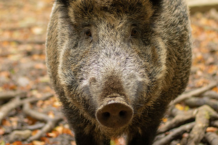 cinghiale-eradicazione-isole-d'Elba-Toscana-Ambiente