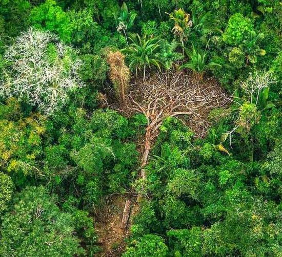 deforestazione-Amazzonia-Brasile_Toscana-ambiente