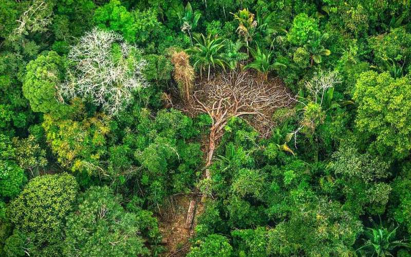 deforestazione-Amazzonia-Brasile_Toscana-ambiente