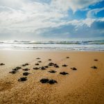 tartarughe-marine-volontari-nidi_Toscana-ambiente