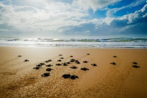 tartarughe-marine-volontari-nidi_Toscana-ambiente
