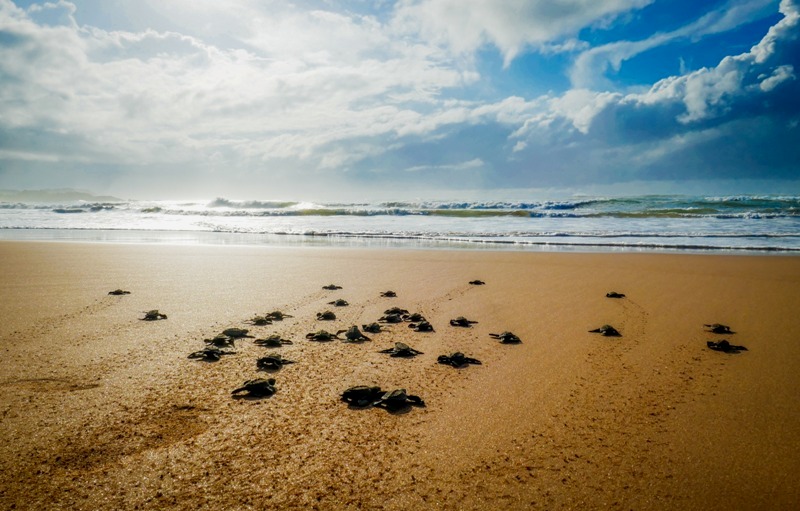 tartarughe-marine-volontari-nidi_Toscana-ambiente